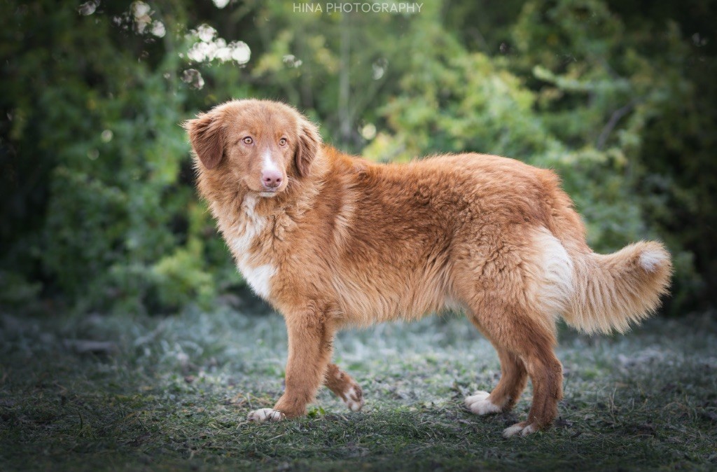 Les Retriever de la Nouvelle-Ecosse de l'affixe du royaume des galopins