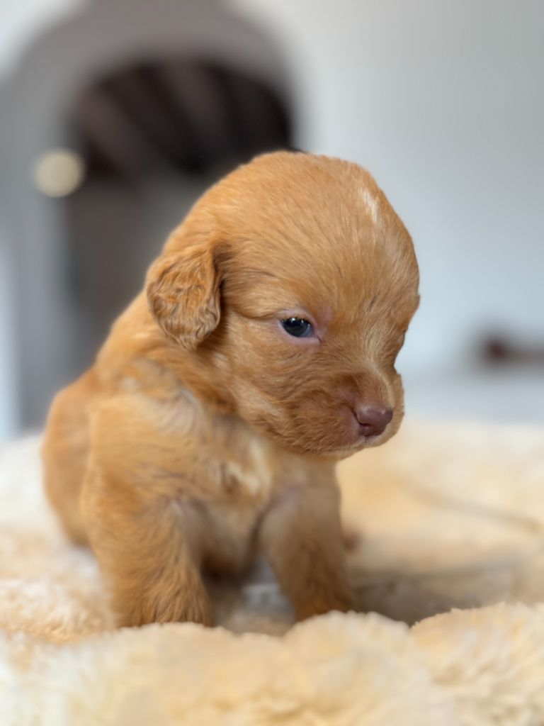 du royaume des galopins - Chiot disponible  - Retriever de la Nouvelle-Ecosse