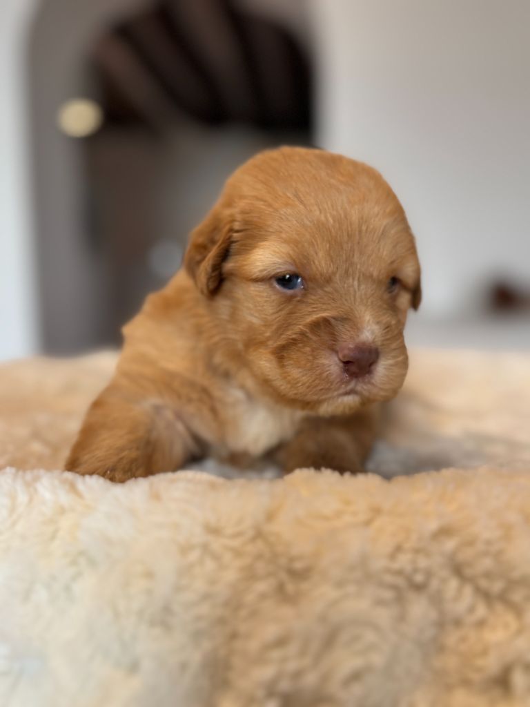 du royaume des galopins - Chiot disponible  - Retriever de la Nouvelle-Ecosse