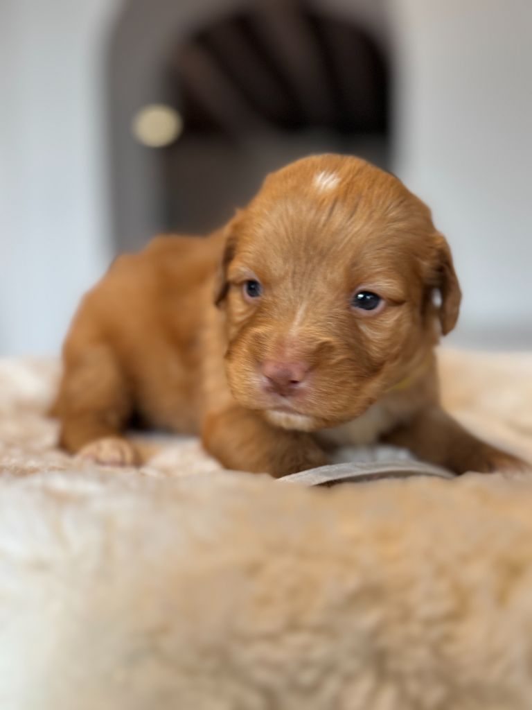 du royaume des galopins - Chiot disponible  - Retriever de la Nouvelle-Ecosse