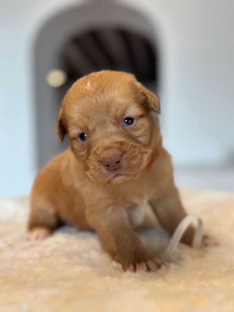 du royaume des galopins - Chiot disponible  - Retriever de la Nouvelle-Ecosse