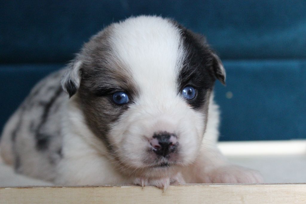 chiot Berger Américain Miniature  du royaume des galopins