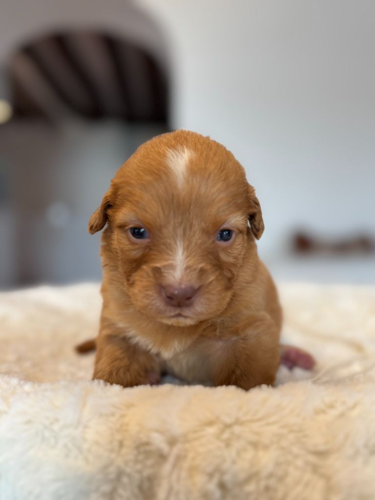 du royaume des galopins - Chiot disponible  - Retriever de la Nouvelle-Ecosse