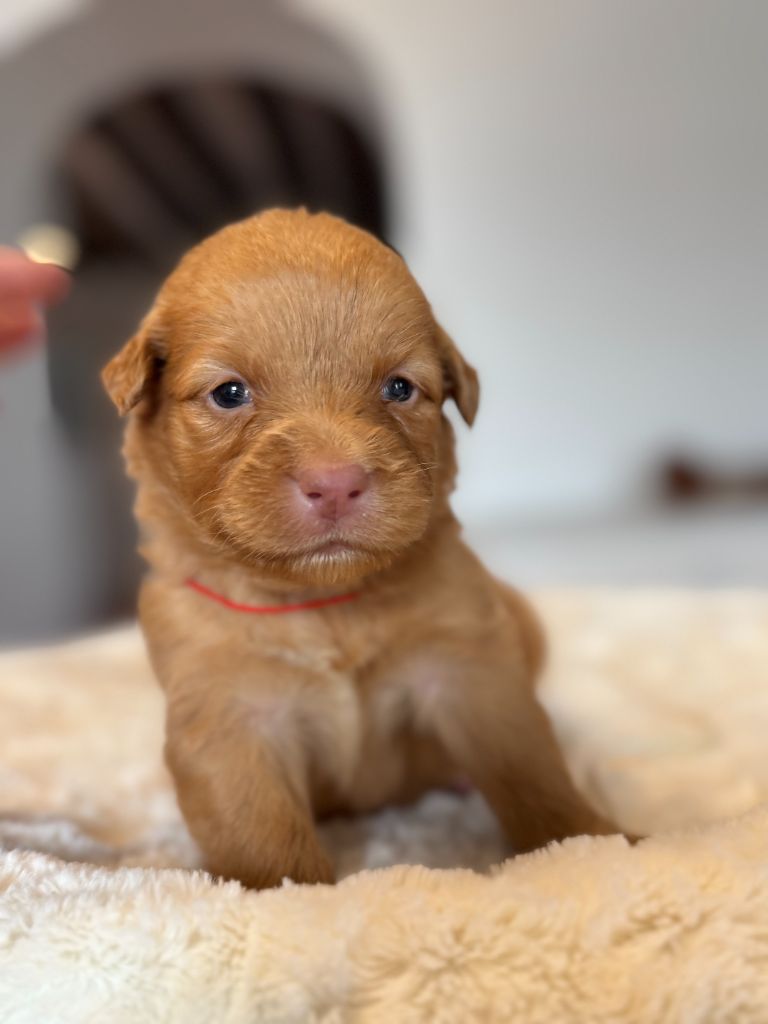 du royaume des galopins - Chiot disponible  - Retriever de la Nouvelle-Ecosse