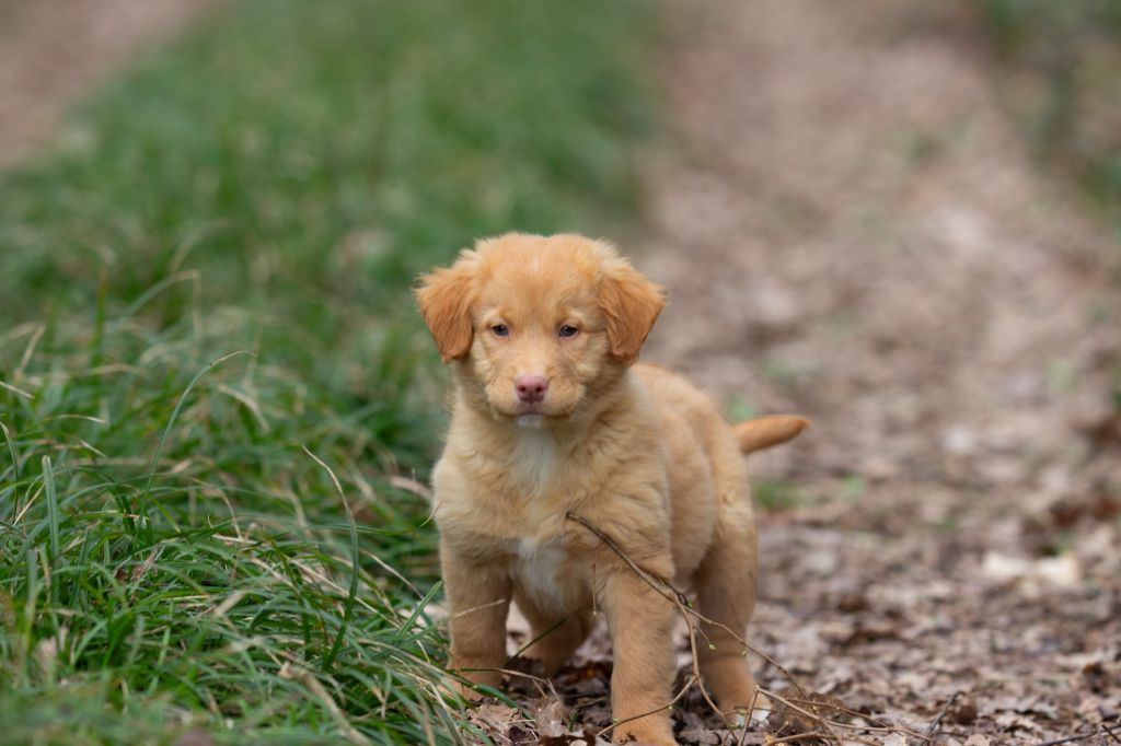 du royaume des galopins - Chiots disponibles - Retriever de la Nouvelle-Ecosse