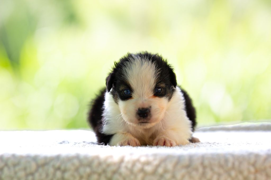 du royaume des galopins - Chiots disponibles - Berger Américain Miniature 