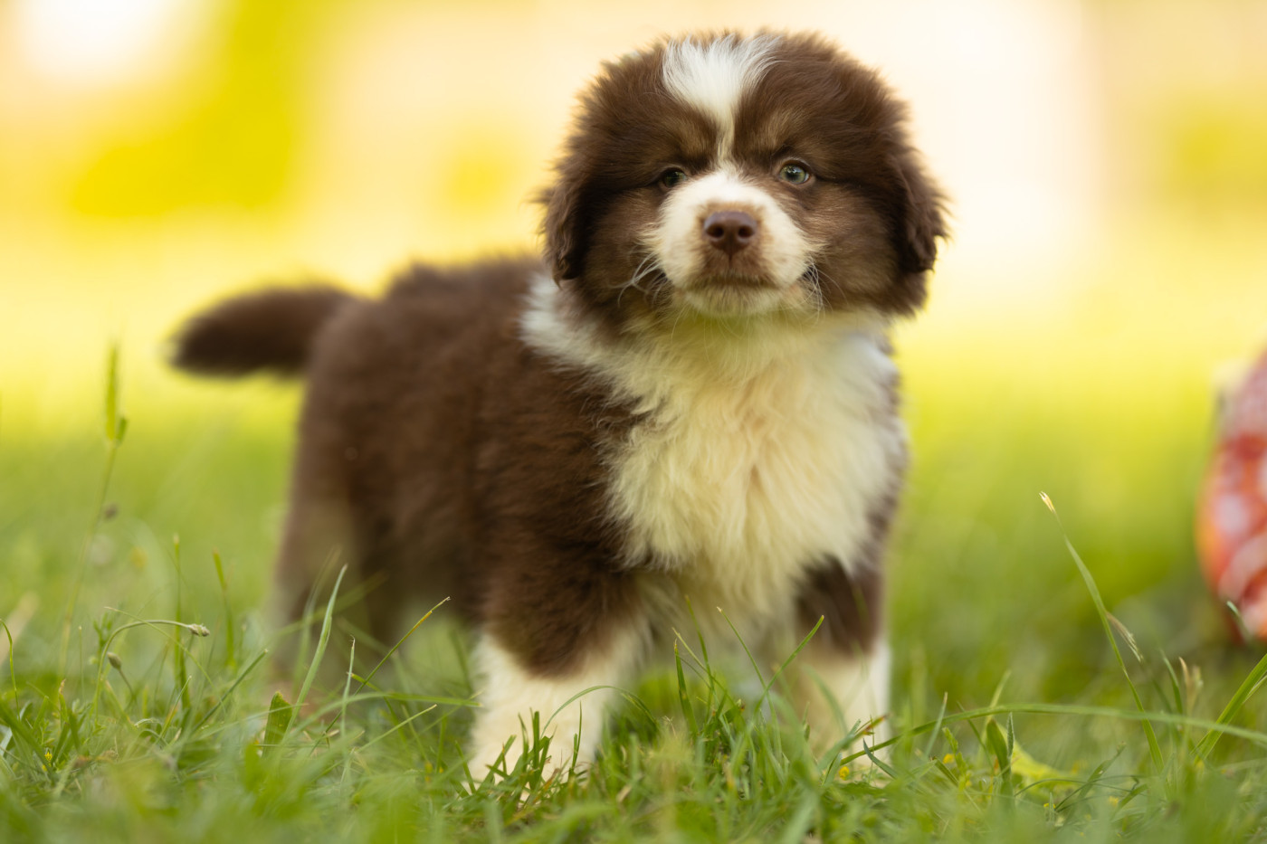 du royaume des galopins - Chiots disponibles - Berger Américain Miniature 