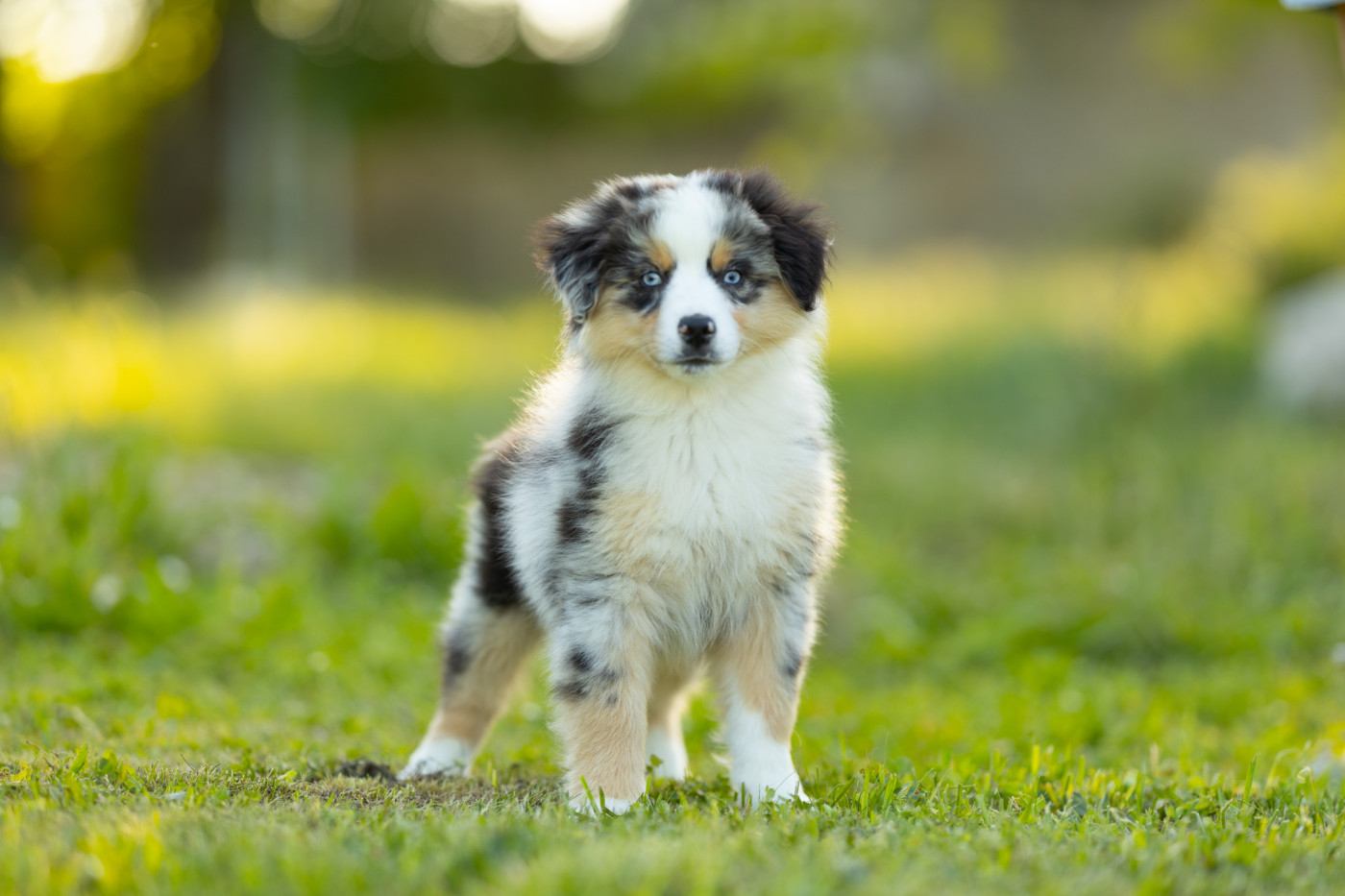 du royaume des galopins - Chiots disponibles - Berger Américain Miniature 