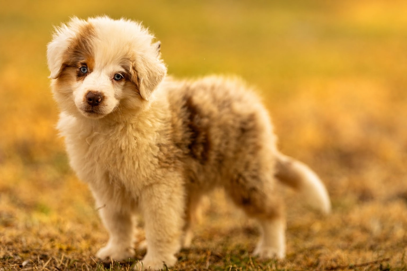 du royaume des galopins - Chiots disponibles - Berger Américain Miniature 