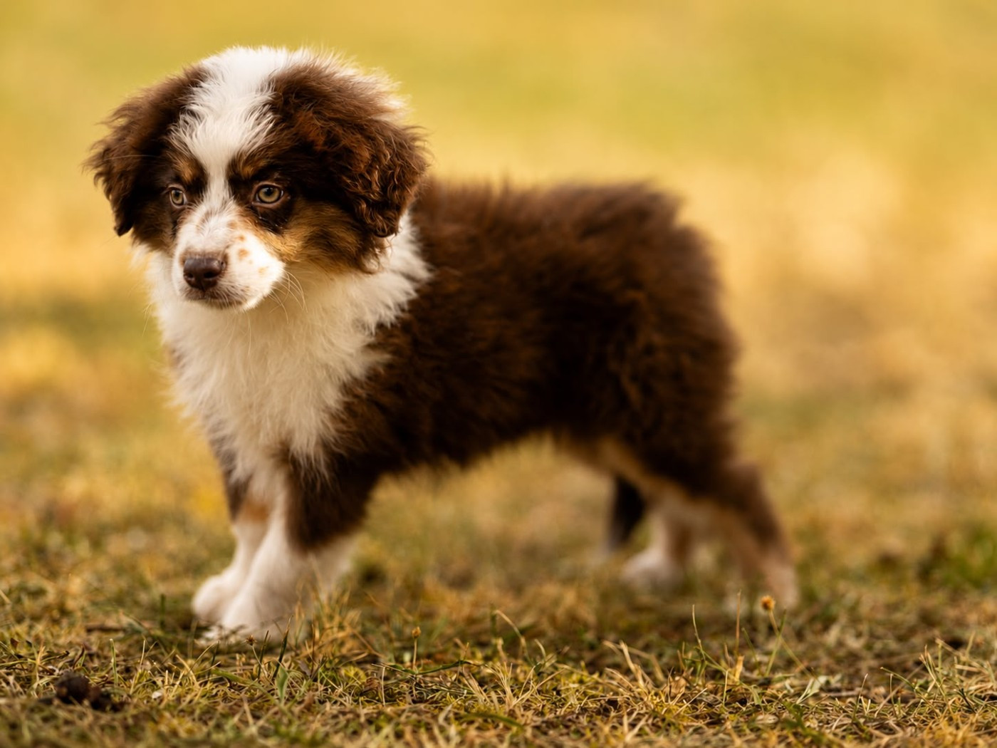 du royaume des galopins - Chiots disponibles - Berger Américain Miniature 