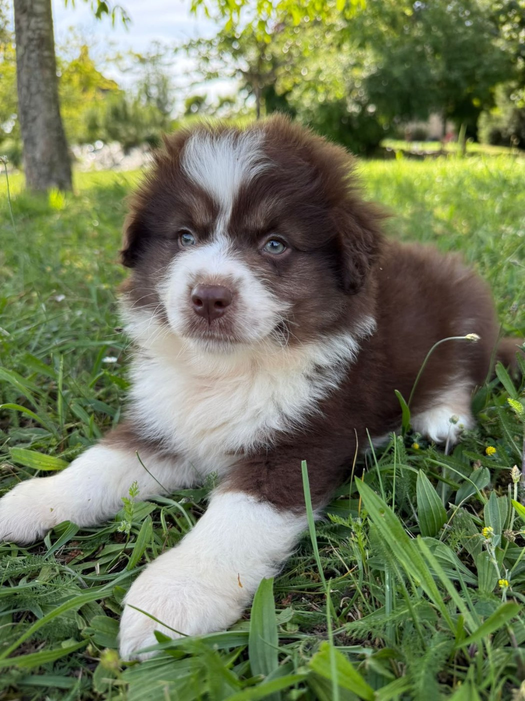 du royaume des galopins - Chiots disponibles - Berger Américain Miniature 