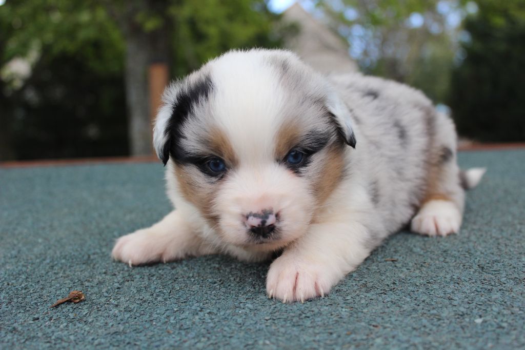 du royaume des galopins - Chiots disponibles - Berger Américain Miniature 