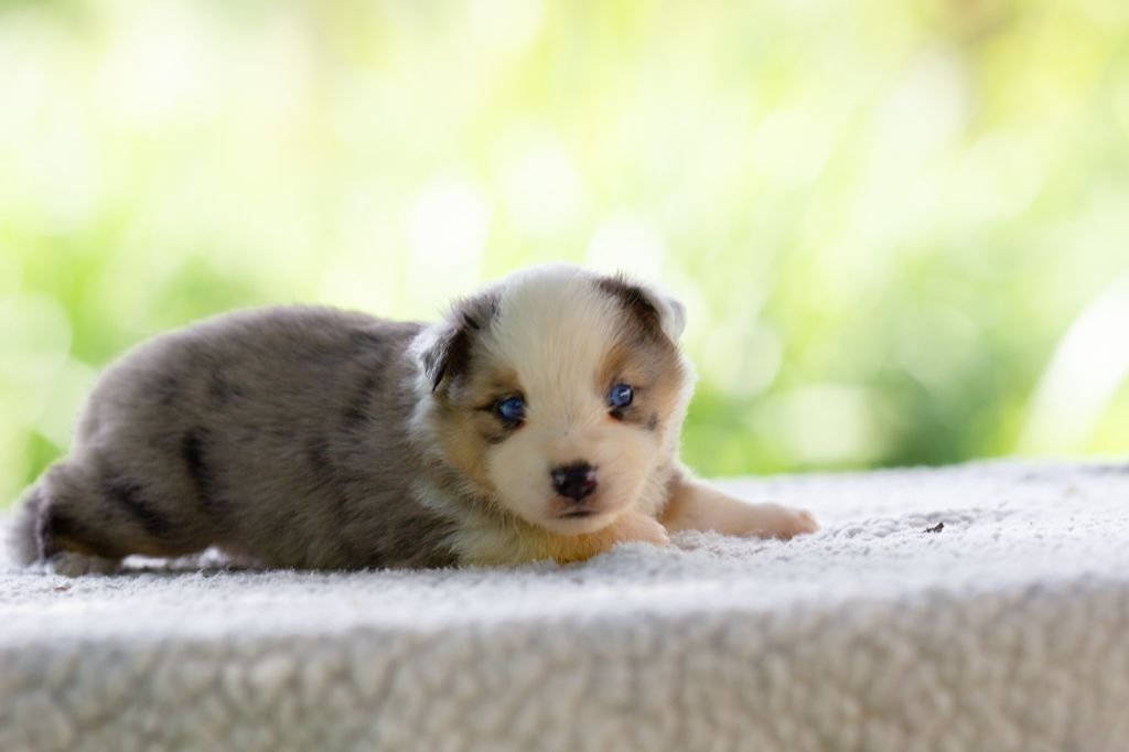 Chiot Berger Américain Miniature du royaume des galopins