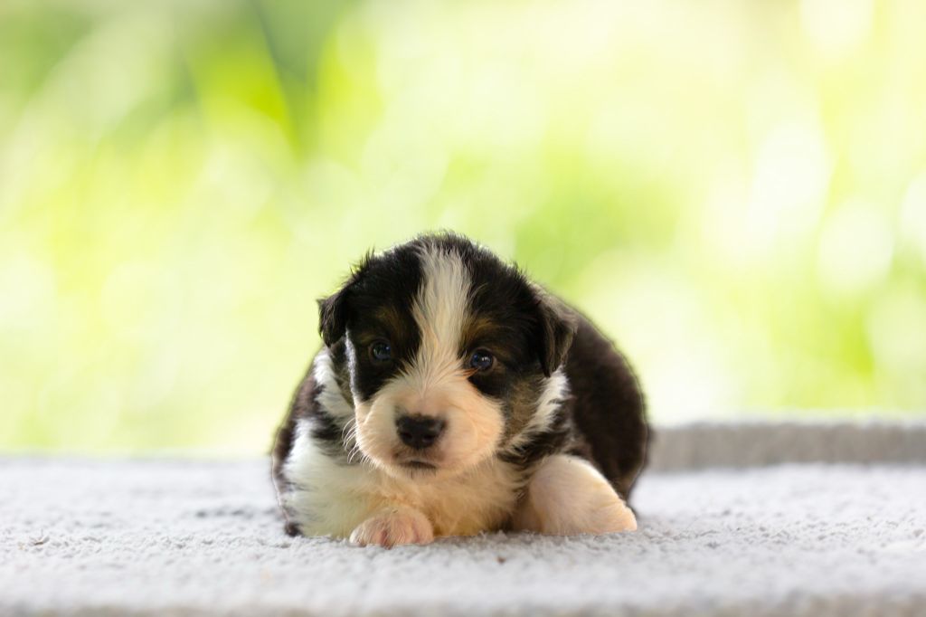 du royaume des galopins - Chiots disponibles - Berger Américain Miniature 
