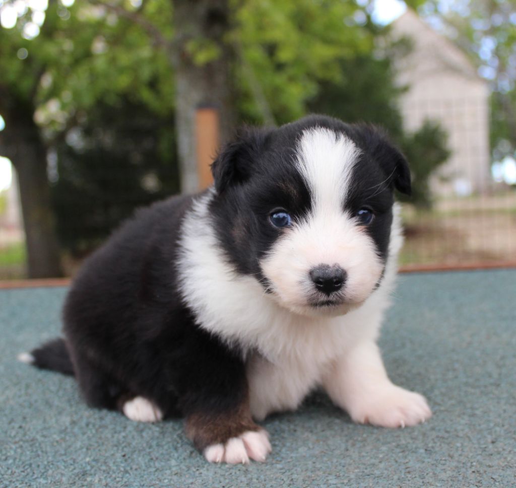 du royaume des galopins - Chiots disponibles - Berger Américain Miniature 